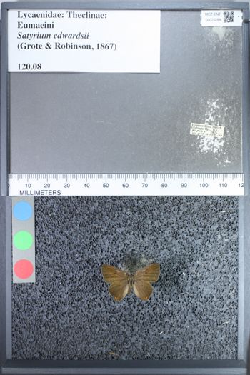 Media type: image;   Entomology 70284
